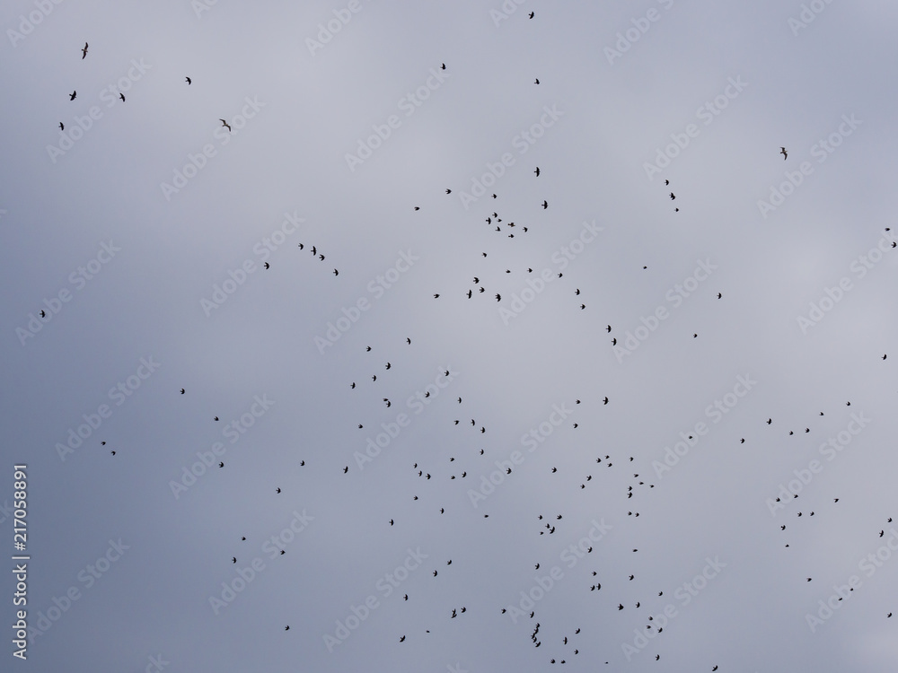 A lot of birds in the sky,space background,texture A lot of birds in the sky,space background,texture