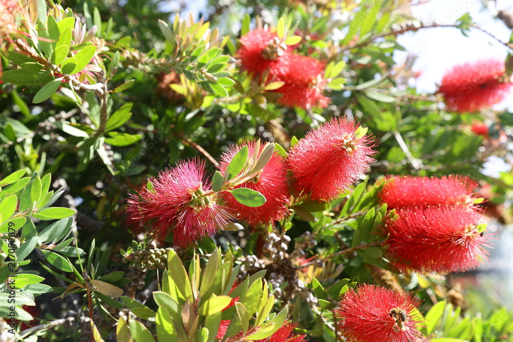Exotische Blumen und Pflanzen Exotische Blumen und Pflanzen