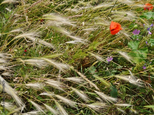 Fototapeta Naklejka Na Ścianę i Meble -  Mohn im Getreidefeld