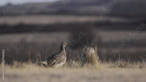 Two sharp tail Grouse on the lek just before the dance starts. photo