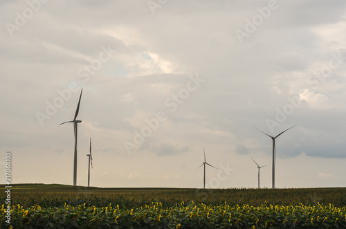 Windmills in the sunflower fields