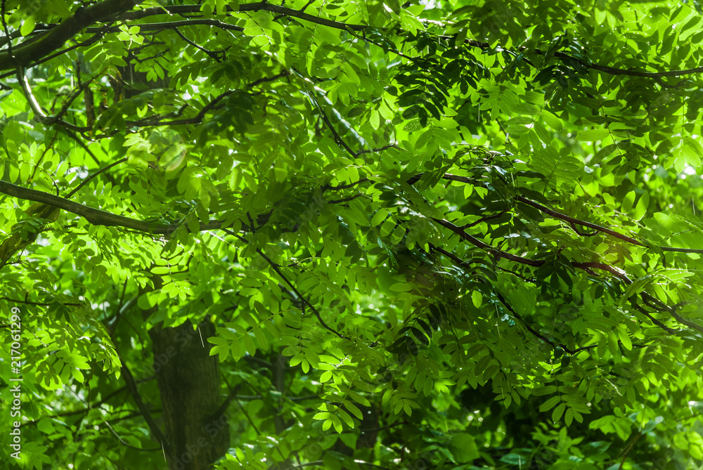 The rain outside the window, a sunshower or blind rain. The sun shines. Wet Rowan and ash trees The rain outside the window, a sunshower or blind rain. The sun shines. Wet Rowan and ash trees