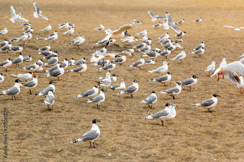 Bandada de aves en la arena