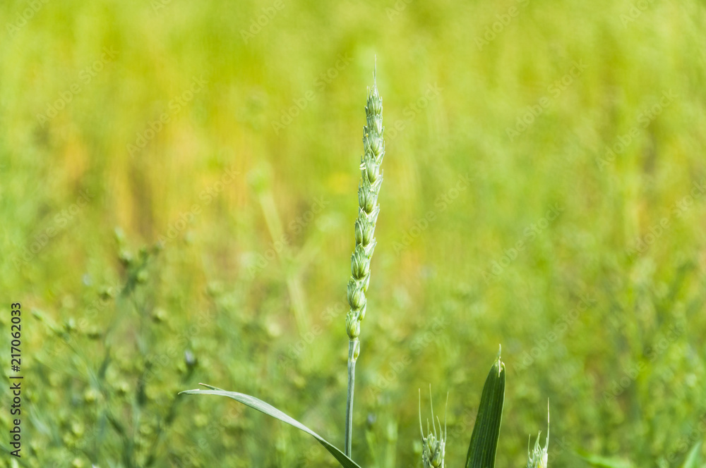 Ear of Spelt or dinkel wheat (Triticum spelta) on the field of common flax 