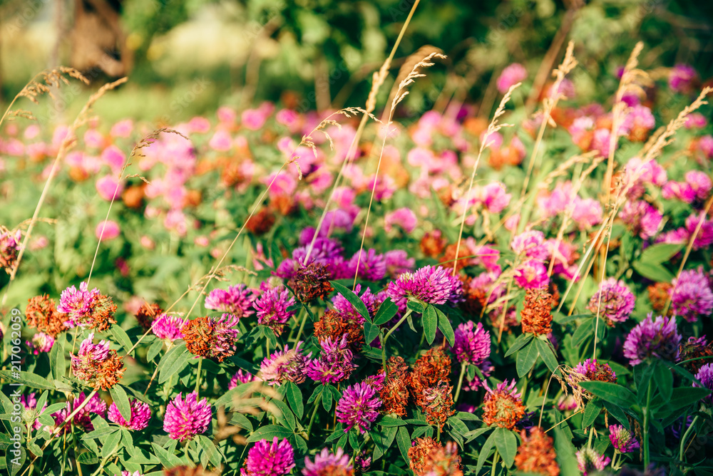 Fototapeta premium Meadow of Clover Flowers.