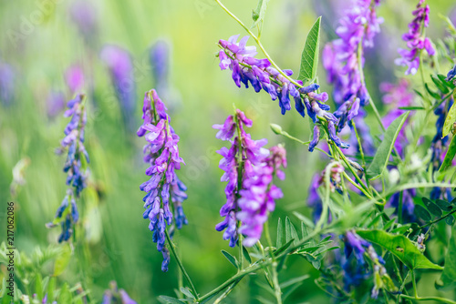 Photos Beautiful purple boreal vetch flowers.
