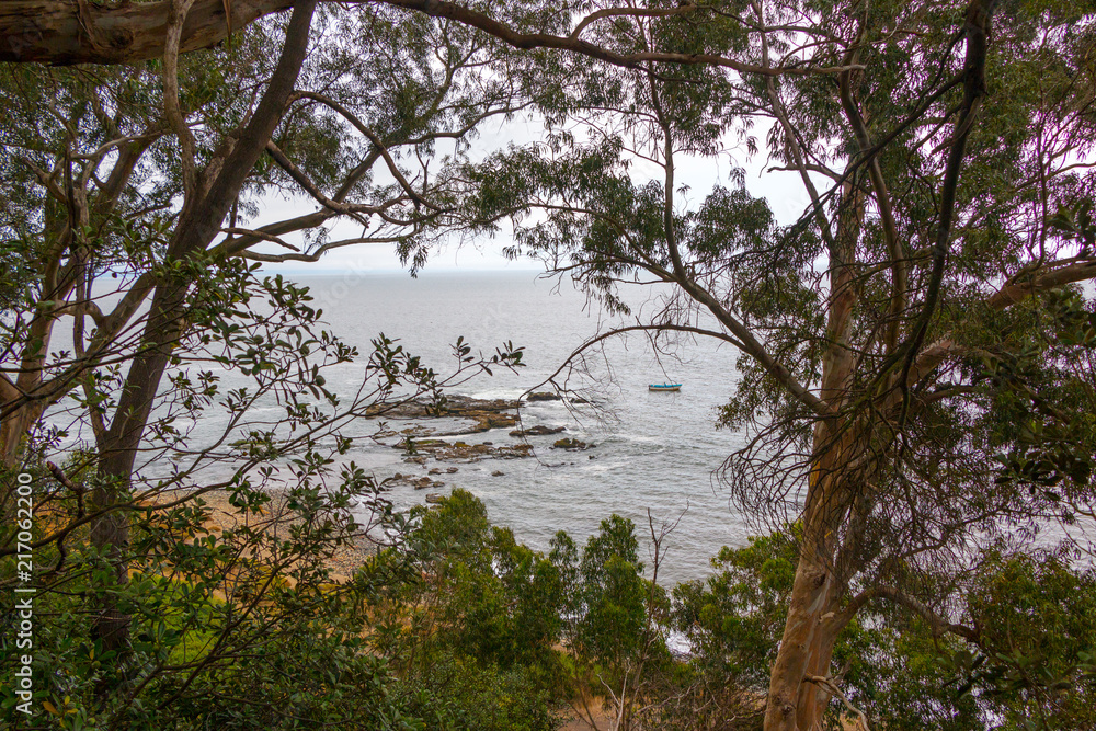 Vista del mar entre los árboles