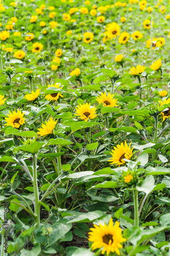 Sunflower field. Helianthus annuus, or common sunflower