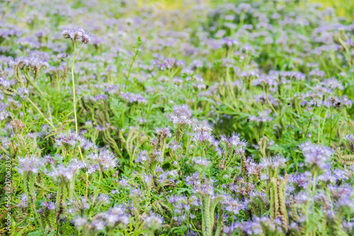 Lilac flowers of honey plants lacy phacelia or purple tansy  Phacelia tanacetifolia 