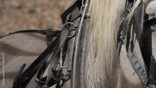 Closeup On Horse's Head photo