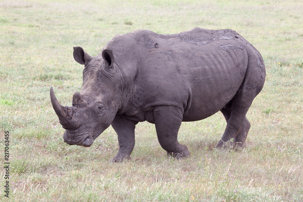 Fototapeta premium White Rhino