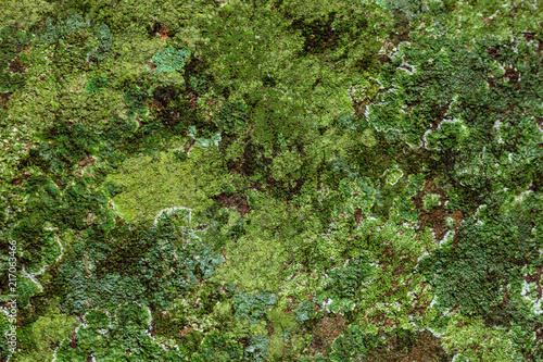 Dramatic saturated coloured texture of green moss growing on a rock