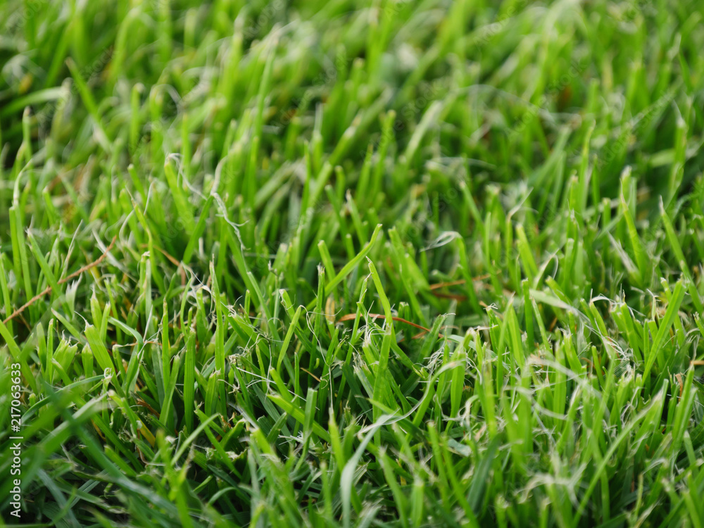 Background of green grass. Green grass texture view closeup. Fresh lawn. Background of green grass. Green grass texture view closeup. Fresh lawn.
