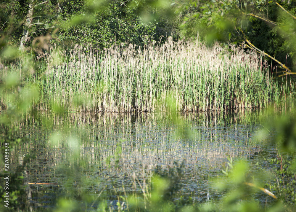 The Hidden Pond The Hidden Pond