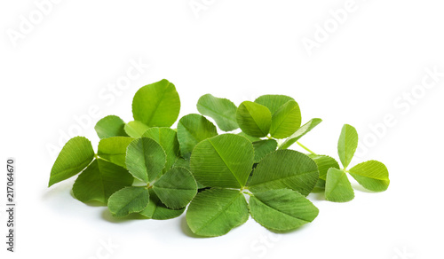 Green clover leaves on white background
