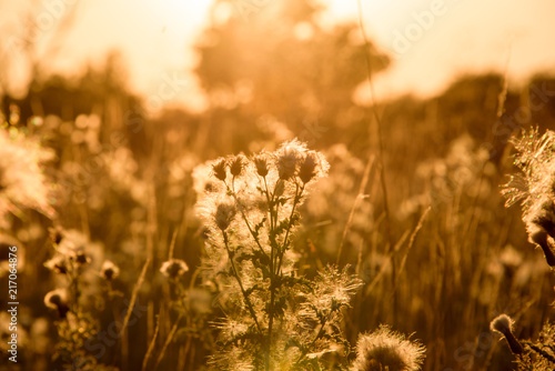 Silhouettes of thistle on a background sunset.