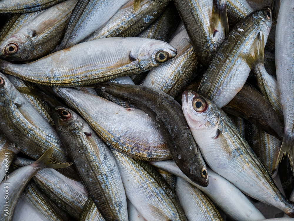 bunch of fresh sardines bunch of fresh sardines