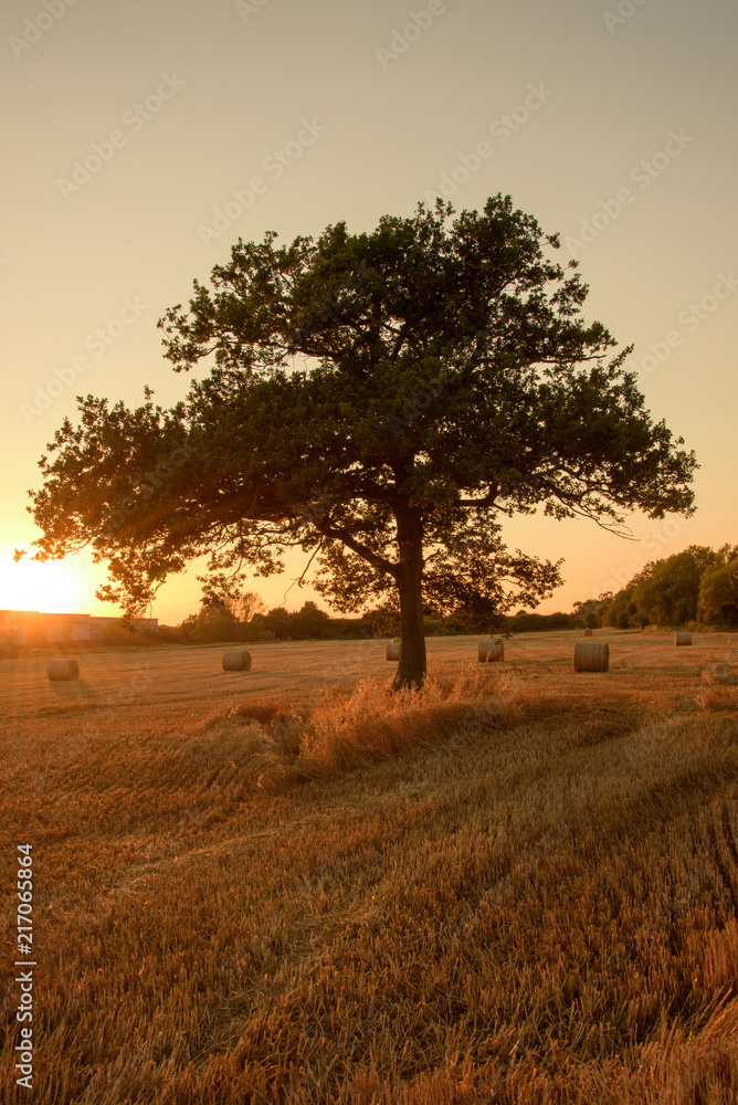 Silhouettes of tree on a harvested field background sunset Silhouettes of tree on a harvested field background sunset