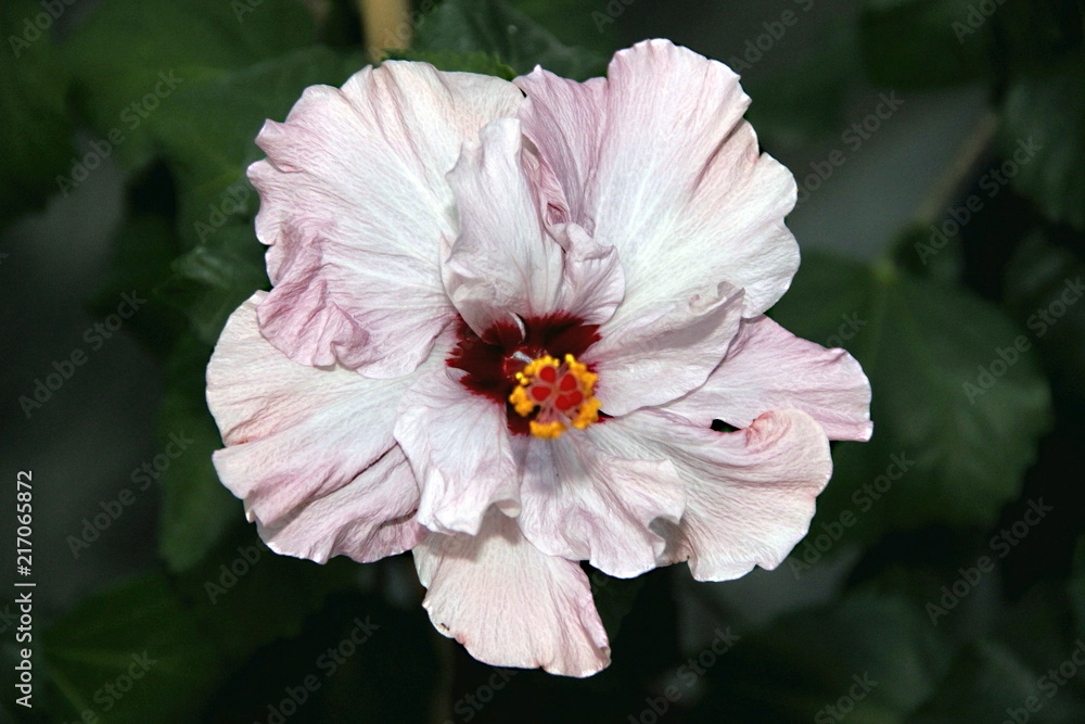 Fototapeta premium Flowers