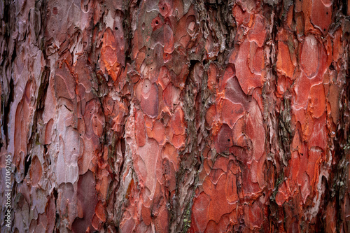Red pine bark after rain
