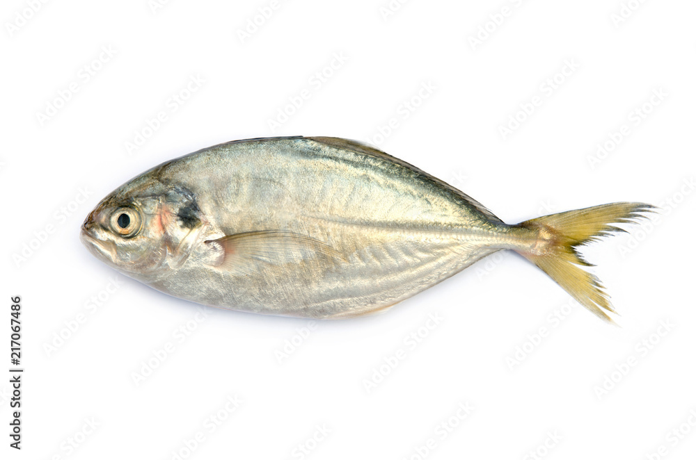Yellow Tail Scad fish, Decapterus fish, on white background Yellow Tail Scad fish, Decapterus fish, on white background