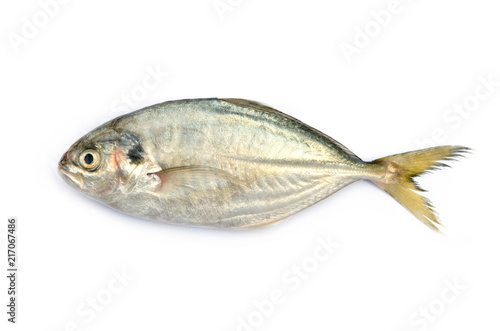 Yellow Tail Scad fish, Decapterus fish, on white background