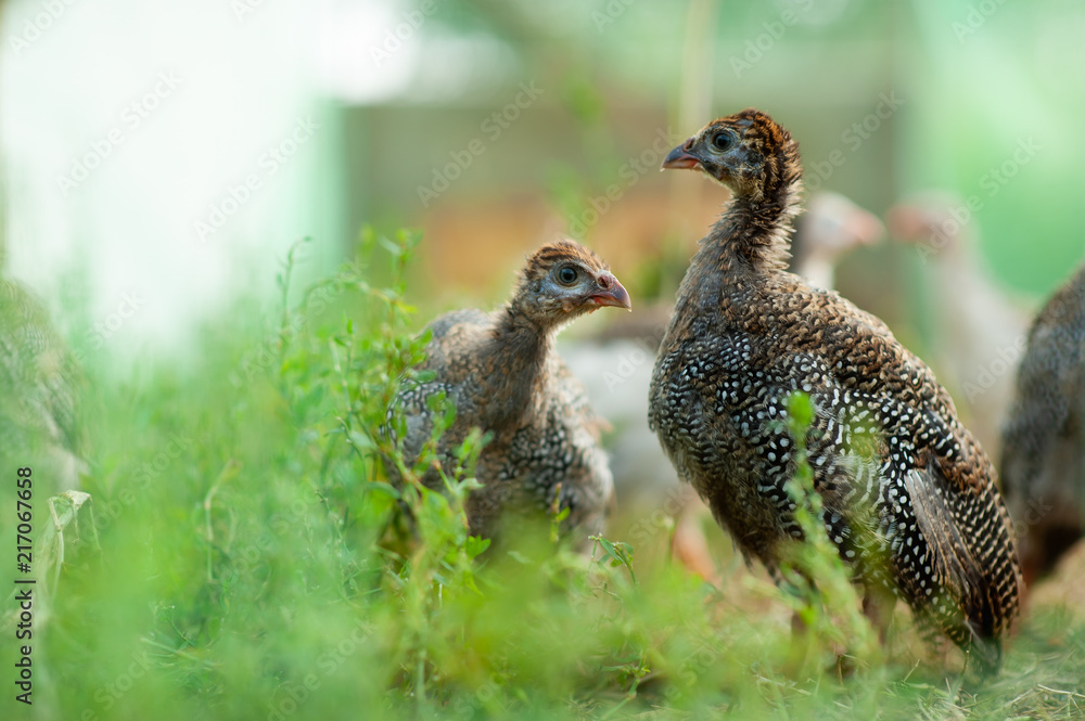 Obraz premium Beautiful little Guinea fowl looking at you. Breeding of Guinea fowls in the harsh Northern climate - in Russia, Moscow region. Colorful photo