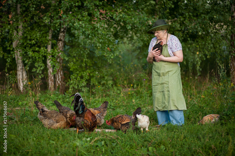 an elderly Russian woman in a hat with a chicken in her hands watching as the chickens eat an elderly Russian woman in a hat with a chicken in her hands watching as the chickens eat