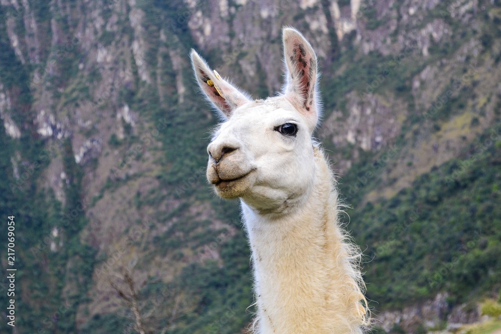 Obraz premium Llama portrait 