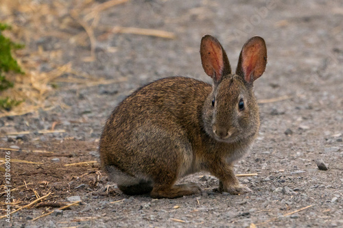 Cute Brush Rabbit on walking path.  Point Reyes Station California. © Glenn