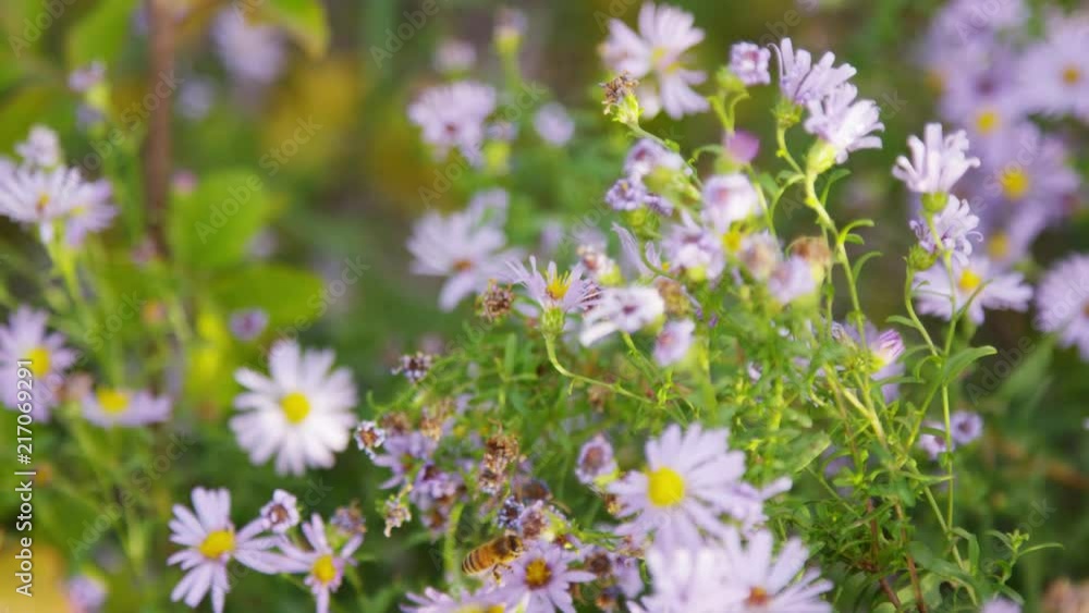 Bee pollinates flowers in Provo, Utah during autumn Bee pollinates flowers in Provo, Utah during autumn