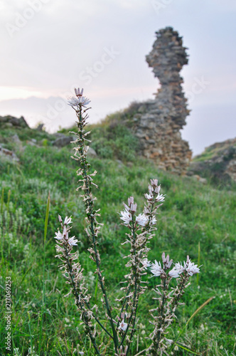 A mountain flower grows near piece of old bastion wall in Gokceada, Aegean mountains photo