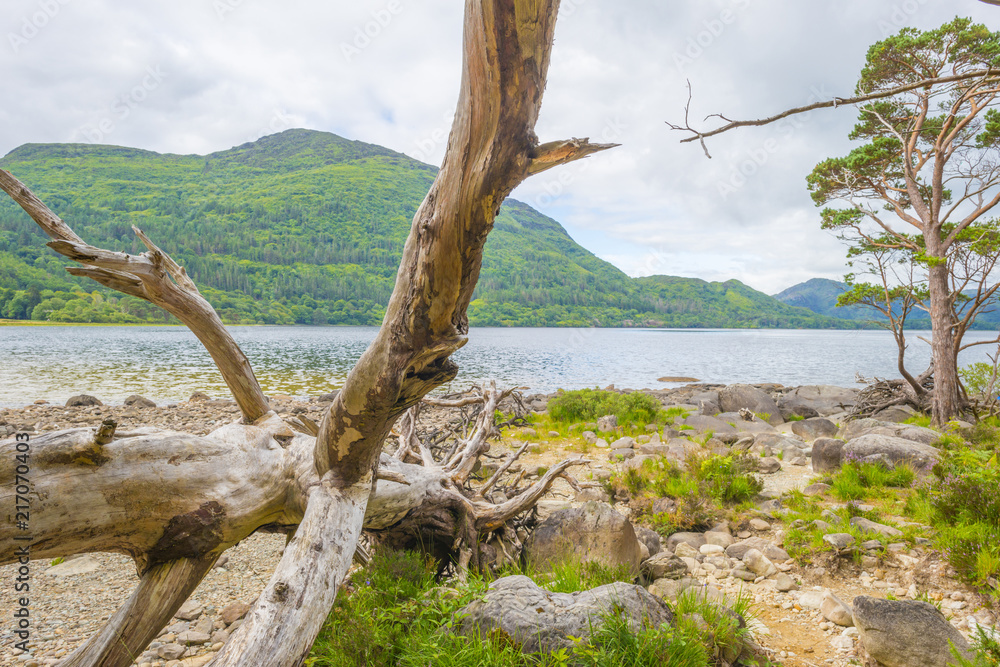 Panorama of edge and surroundings of a lake in a national park in summer Panorama of edge and surroundings of a lake in a national park in summer