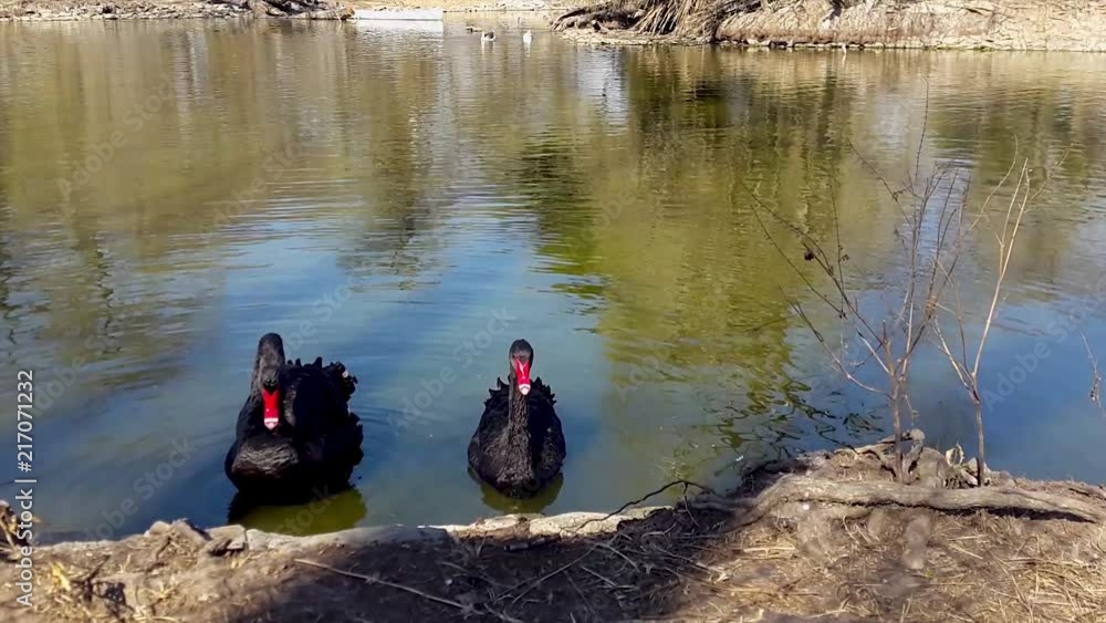 Black Swans in big pond zoom in Black Swans in big pond zoom in