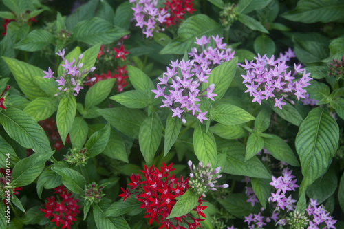 small flowers