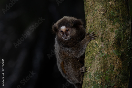 Capuchin monkey holding on to a tree trunk and looking down for an opportunity to get food in the forest of Rio de Janeiro © Maarten Zeehandelaar