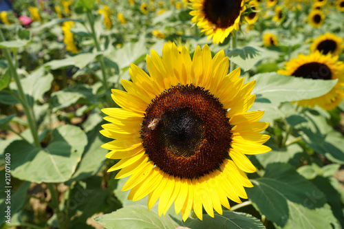 A closeup view of a sunflower. 