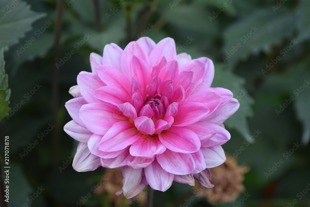 Dalia Dalia