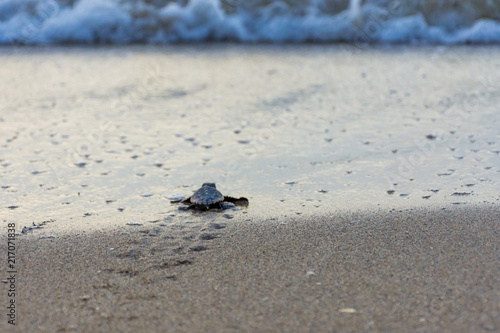 baby loggerhead turtle on the sand heading for the ocean