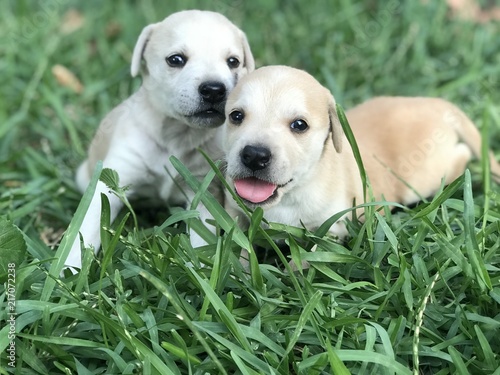 Naklejka perrito