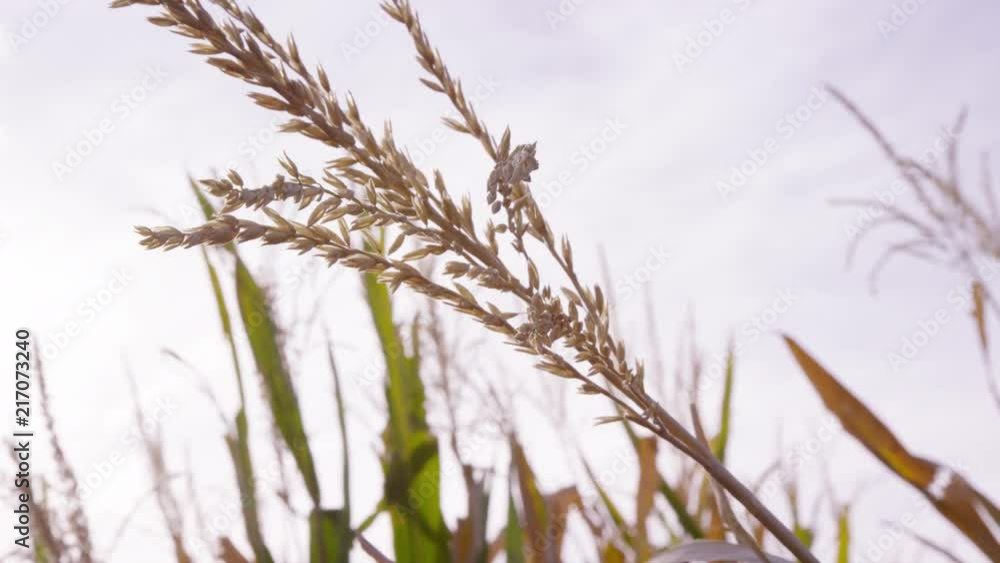 Close view of top of corn husk, revealing sun flare