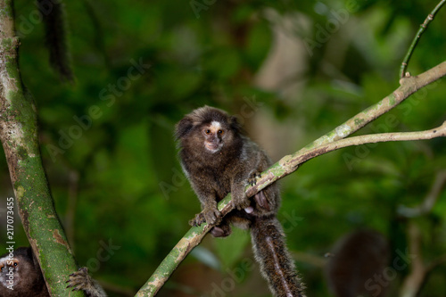 Curious sagui monkeys in the city forest of Rio de Janeiro, Brazil © Maarten Zeehandelaar