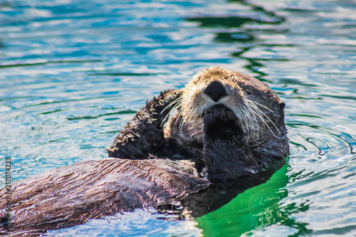 Sea Otter Washing himself near Seldovia, Alaska