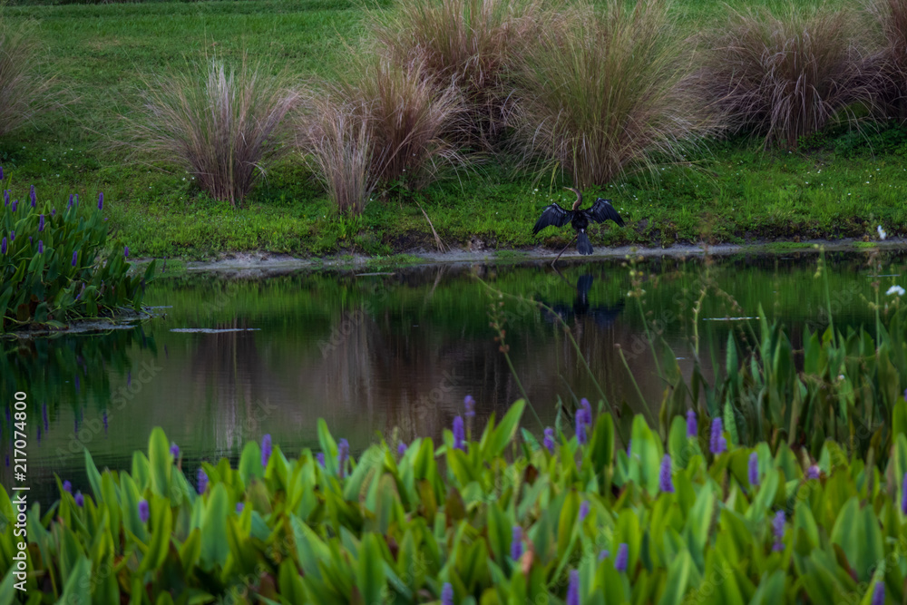 Obraz premium Cormorant spreading its wings on the shore lines of a lake with pickerelweed flowers in foreground and feather reedgrass in background