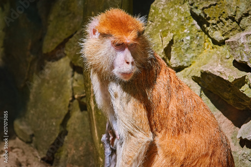 Portrait of Patas Monkey