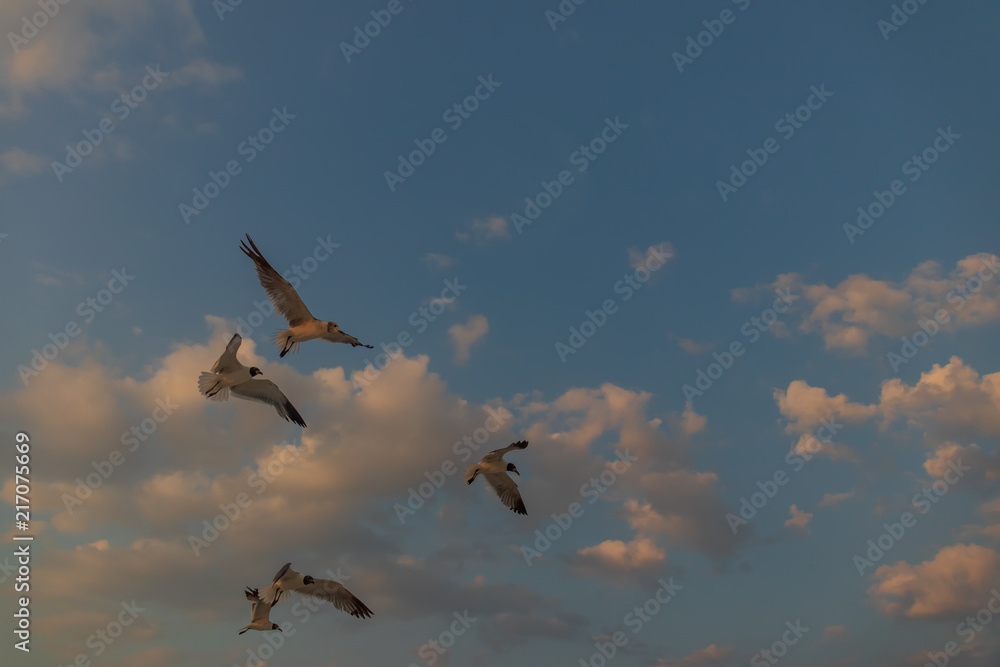 Fototapeta premium Seagulls flying with blue sky and white clouds in background