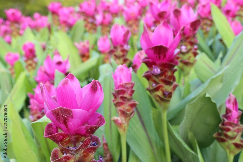 Naklejka premium Siam tulip flowers in tropical