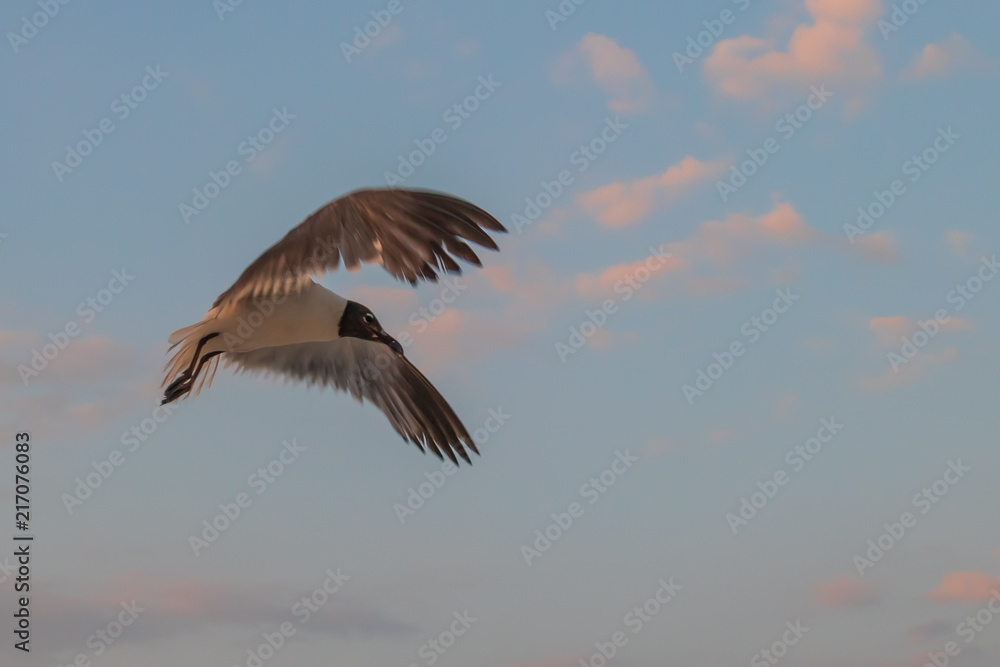 Obraz premium Seagull flying with blue sky and white clouds in background