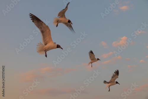 Seagulls flying with blue sky and white clouds in background