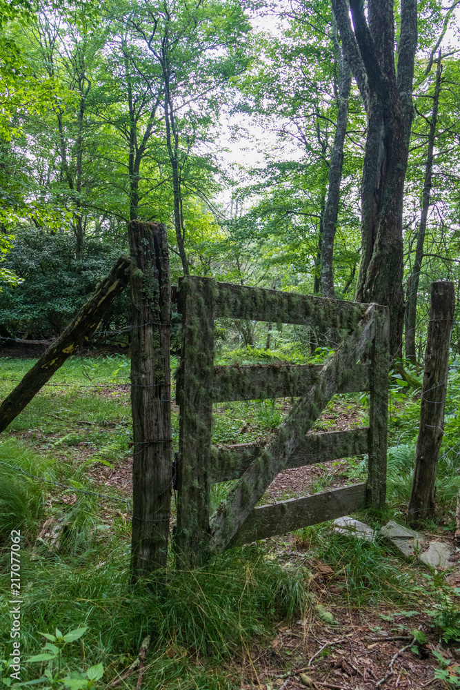 Moss covered old wooden gate and fence in the forest Moss covered old wooden gate and fence in the forest